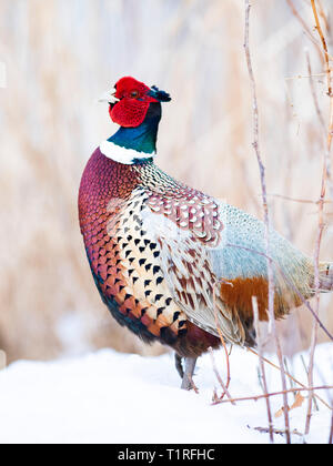 Ein männlicher Ringnecked Fasan im Winter in South Dakota Stockfoto