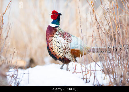 Ein männlicher Ringnecked Fasan im Winter in South Dakota Stockfoto