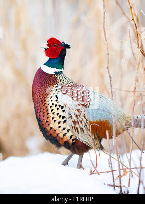 Ein männlicher Ringnecked Fasan im Winter in South Dakota Stockfoto