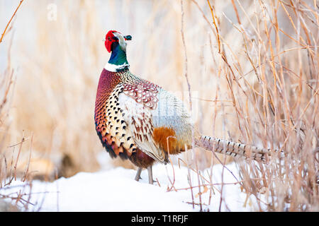 Ein männlicher Ringnecked Fasan im Winter in South Dakota Stockfoto