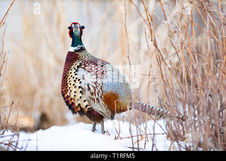 Ein männlicher Ringnecked Fasan im Winter in South Dakota Stockfoto