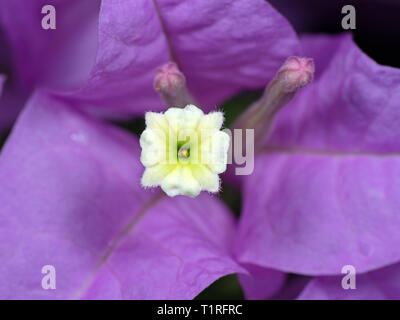 Makrofotografie von Bougainvillea Blume isoliert auf Hintergrund, selektiver Fokus Stockfoto