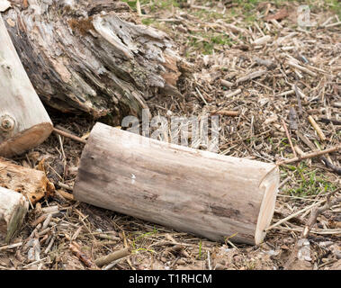 Alte Baumstämme und Holz nach einer Flut ausgewaschen Stockfoto