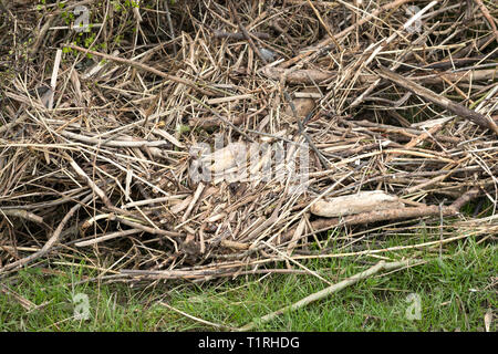 Schmutz wusch nach einem Hochwasser Stockfoto