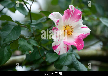 Chiang Mai Thailand, weiß und rosa Rose Bloom in Mae Fah Luang Garten Stockfoto