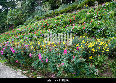 Chiang Mai Thailand, mehrstufige in Mae Fah Luang Garten Blumenbeet Stockfoto