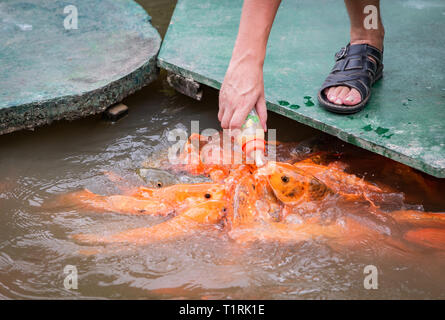 Hungrig gold asiatische Fisch frißt Lebensmittel aus Flasche in den Teich. der Hand des Menschen. der Mensch füttert Fische. Stockfoto