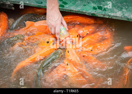 Hungrig gold asiatische Fisch frißt Lebensmittel aus Flasche in den Teich. der Hand des Menschen. der Mensch füttert Fische. Stockfoto