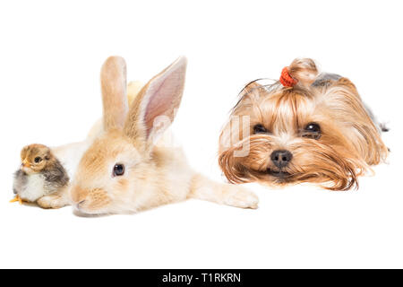 Hunderasse Yorkshire Terrier hase und huhn auf weißem Hintergrund Stockfoto