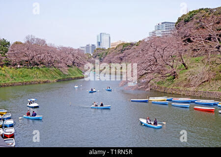 Der sakura Kirschblüte Blumen und Ferienhäuser Boot in Japan Tokio Park Stockfoto