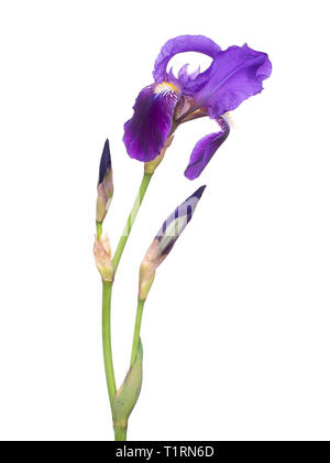 Windswept lila Iris Blume, aka Flagge, germanica, auf weißem Hintergrund. Mit Stängel und Blüten. Stockfoto