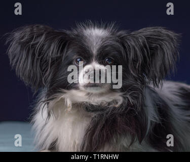 Diese niedlichen Papillon Welpe versucht der Gizmo der Gremlin Eindruck zu gewinnen. Stockfoto