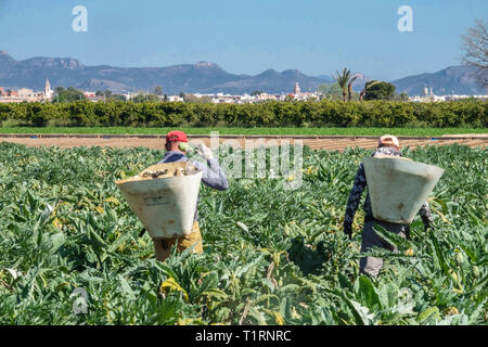 Zwei Männer Arbeiter Ernte Artischocken Feld Landwirtschaft Arbeiter Bauernhof Feld Artischockenernte Ländliches Ackerland Region Valencia Spanien Europa Stockfoto