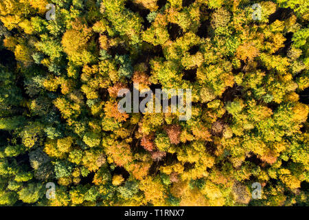 Von oben nach unten Blick auf einen Wald im Herbst Farben
