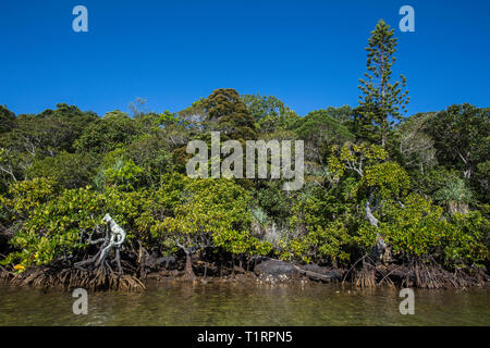 Küstenvegetation, südliche Lagune Unesco Weltkulturerbe, Neukaledonien. Stockfoto