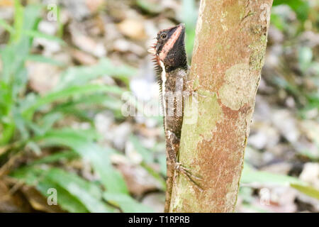 Emma's Grau Wald Lizard (Calotes Emma) ist ein Drachen Echse sitzen auf einem Ast Stockfoto