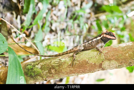 Emma's Grau Wald Lizard (Calotes Emma) ist ein Drachen Echse sitzen auf einem Ast Stockfoto