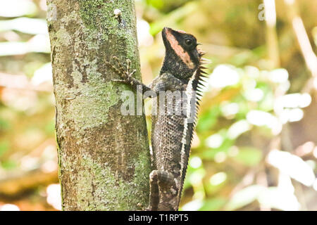 Emma's Grau Wald Lizard (Calotes Emma) ist ein Drachen Echse sitzen auf einem Ast Stockfoto