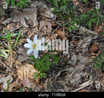 Buschwindröschen (Anemone officinalis) wächst auf einem Waldboden in Shropshire, Großbritannien Stockfoto