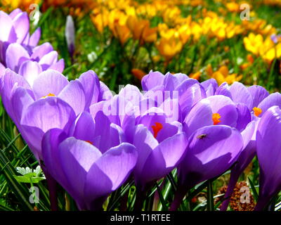 Wiese mit blau blühende Krokusse im Vordergrund sowie gelbe krokusse als Hintergrund Stockfoto