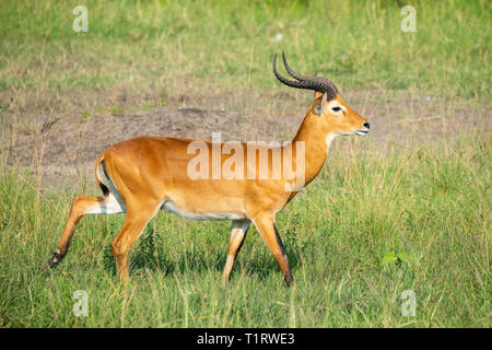 Einsame männliche Ugandan Kob (Kobus kob thomasi) im Queen Elizabeth National Park, South West Uganda, Ostafrika Stockfoto