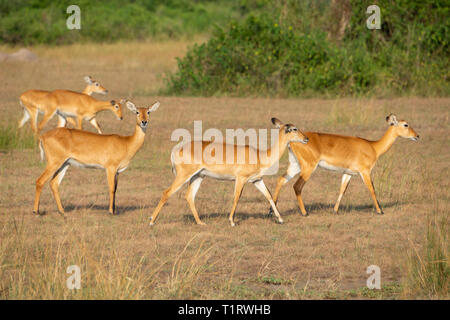 Gruppe der weiblichen Ugandan Kob (Kobus kob thomasi) unterwegs im Queen Elizabeth National Park, South West Uganda, Ostafrika Stockfoto