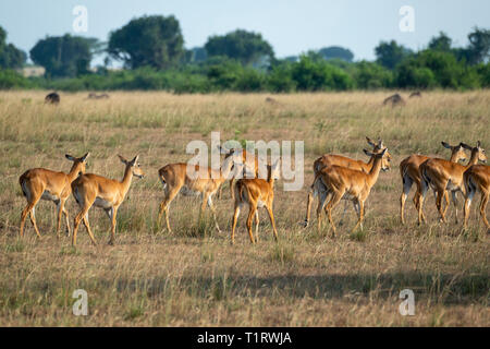 Gruppe der weiblichen Ugandan Kob (Kobus kob thomasi) unterwegs im Queen Elizabeth National Park, South West Uganda, Ostafrika Stockfoto