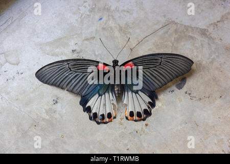 Alte Pieris rapae Schmetterling oder Schwalbenschwanz Schmetterling auf grauem Zement Hintergrund Stockfoto