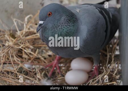 Nahaufnahme einer Rock dove Pigeon sitzen auf zwei Eier in seinem Nest/wildlife Stockfoto