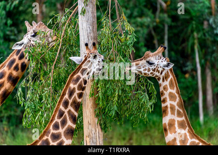 Eine Herde Giraffen. Diese Giraffen sind der Unterarten wie Giraffe der Rothschild bekannt. Stockfoto