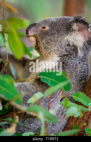 Nahaufnahme eines Koala essen Gummi verlässt, während Sitzen auf dem Baum. Queensland, Australien Stockfoto