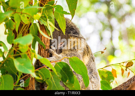 Koala schlafend in einem Gum Tree Stockfoto