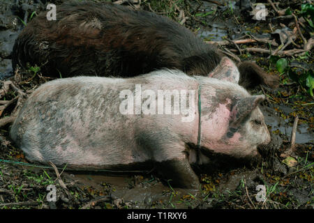 Zwei Schweine suhlen in ein Schlammbad im Riverside an einem heißen sonnigen Tag, Misiones Department, Paraguay Stockfoto