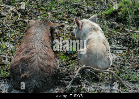 Zwei Schweine suhlen in ein Schlammbad im Riverside an einem heißen sonnigen Tag, Misiones Department, Paraguay Stockfoto