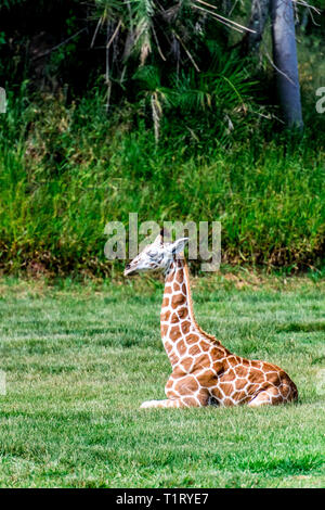 Ein niedliches Baby Rothschild Giraffe sitzt alleine auf dem Boden Stockfoto