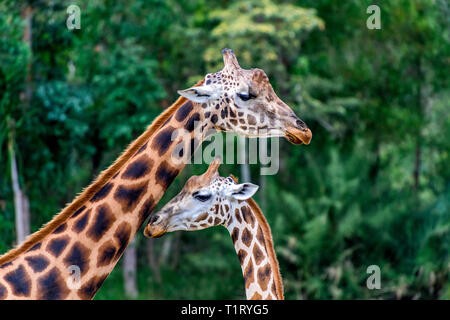 Zwei schöne Giraffen mit dem markanten pelt, unterscheidet dann als Rothschild Giraffe. Stockfoto