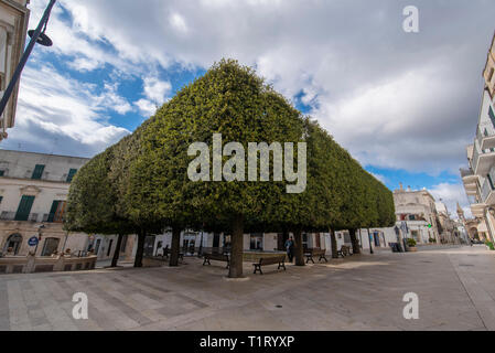 ALBEROBELLO, Apulien, Italien - grüne Bäume auf dem zentralen Platz der Stadt. Krone in einem riesigen Geometrie Form, die aussehen wie Big Green box Stockfoto