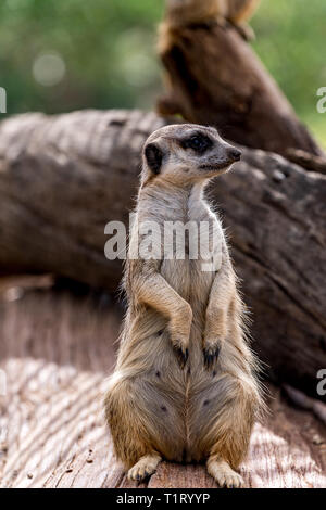 Ein erdmännchen Wacht auf Wache ihren Clan zu schützen. Stockfoto