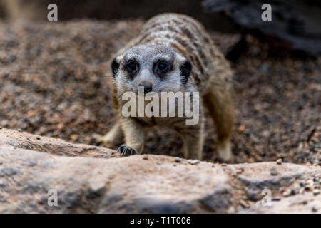 Die Erdmännchen oder Suricate (Suricata Suricatta) ist eine kleine Carnivoran aus der Familie der Mangusten (Herpestidae). Stockfoto