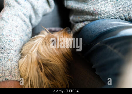 Senior mans hand Um den langhaarigen Rassehund gewickelt. Blond Haushund neben älteren Mann zu Hause in Innenräumen, menschlichen Freund Stockfoto