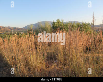 Esparto Rasen Stockfoto, Bild: 75081851 - Alamy