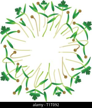 Microgreens Koriander. In einem Kreis angeordnet. Vitamin Supplement, veganes Essen Stock Vektor