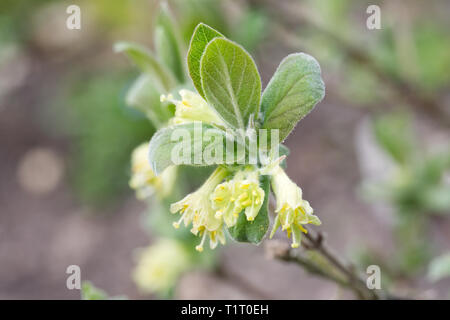 Lonicera caerulea. Honeyberry Blumen im Frühling. Stockfoto