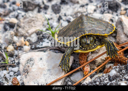 Eine große Bemalte Schildkröten in Gulf Shores, Alabama Stockfoto