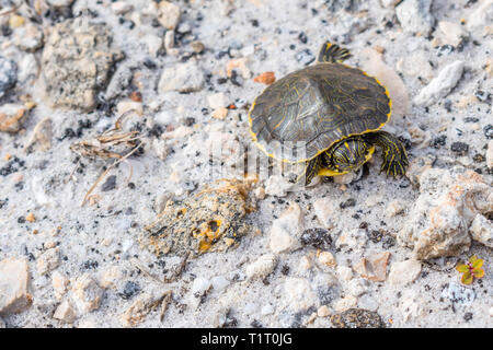 Eine große Bemalte Schildkröten in Gulf Shores, Alabama Stockfoto