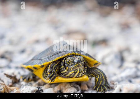 Eine große Bemalte Schildkröten in Gulf Shores, Alabama Stockfoto