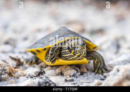 Eine große Bemalte Schildkröten in Gulf Shores, Alabama Stockfoto