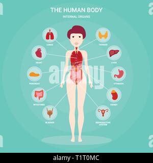 Die menschliche Anatomie Infografik Elemente mit der inneren Organe isoliert und in einem weiblichen Körper gelegt. Frau Geschlechtsorgane mit girl Silhouette und Stock Vektor