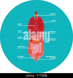 Runde blaue Fahne mit Darstellung der inneren Organe des menschlichen auf weißem Hintergrund Stock Vektor