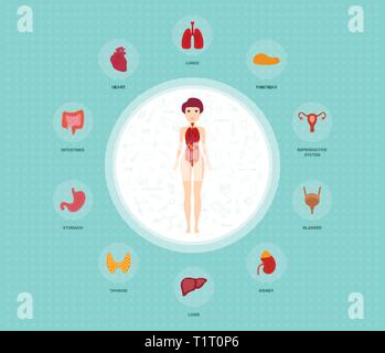 Die menschliche Anatomie Infografik Elemente mit der inneren Organe in einem weiblichen Körper gelegt. Frau Geschlechtsorgane mit girl Silhouette und Symbole rund um. Stock Vektor